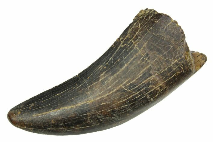 Serrated, Tyrannosaur (Nanotyrannus) Tooth - Wyoming #379728